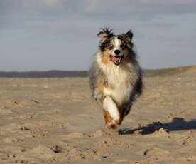 Dog Running on Beach
